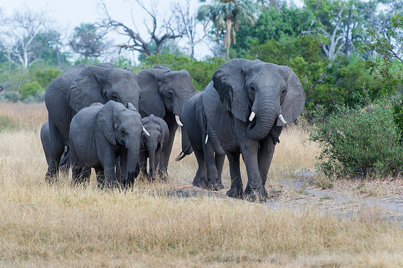 Elephant Family 2 -Botswana copy