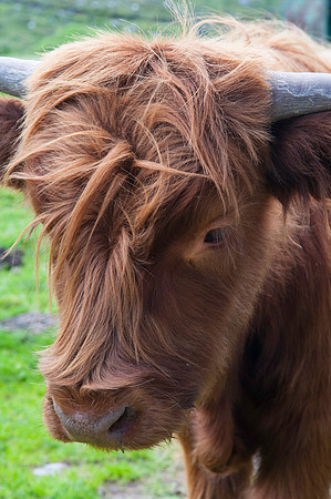 Highland Cow