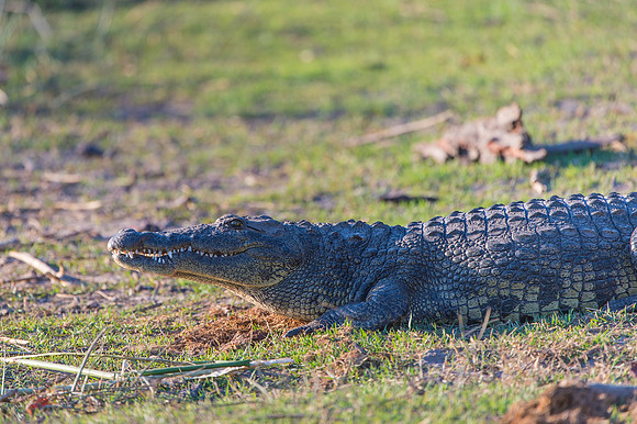Nile Crocodile