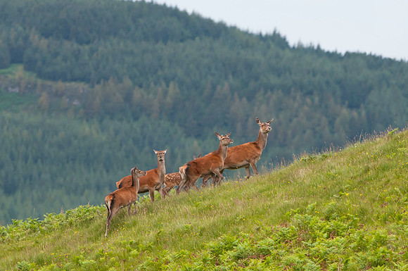 Fallow Deer - Mull