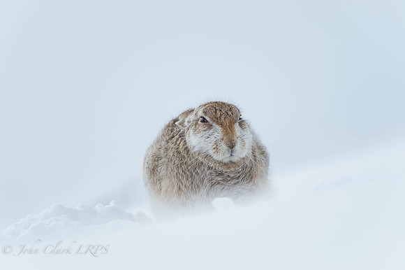 Mountain Hare Cairngorms_DSC7174