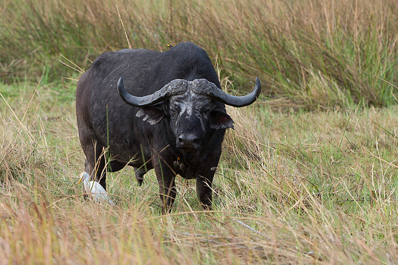 Water Buffalo_DSC4670
