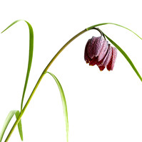 Fritillary_DSC5420