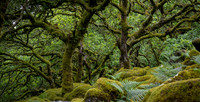 Woodland