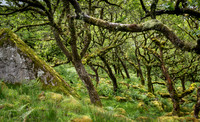 _NZ95582