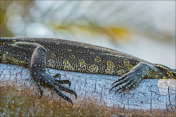 Water Monitor nails