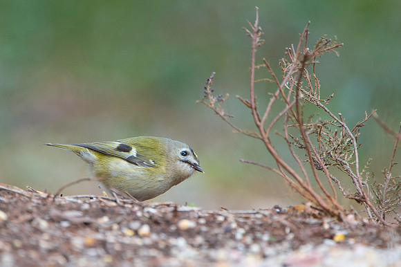 Goldcrest - Scotland