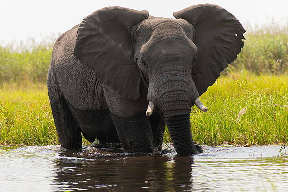 Mock Charge Elephant_DSC2454