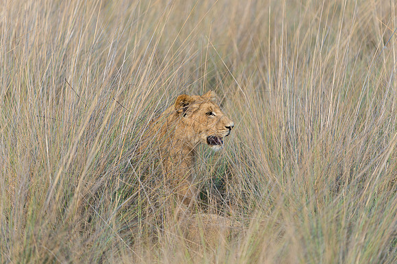 Lioness in grass No.1