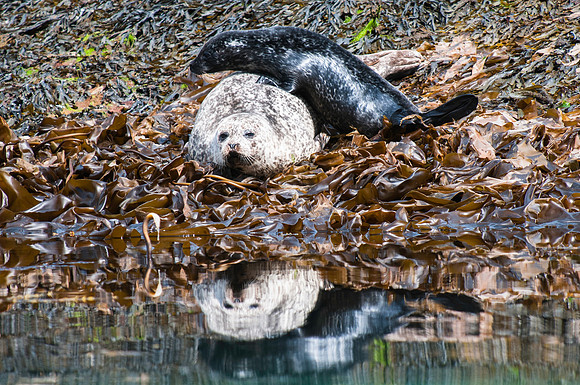 Seal and pup 2 - Skye