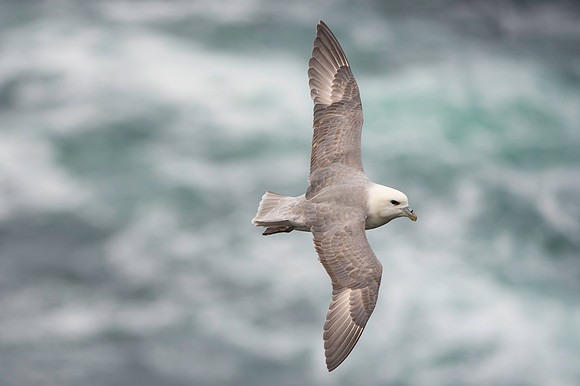 Fulmar Shetland 2