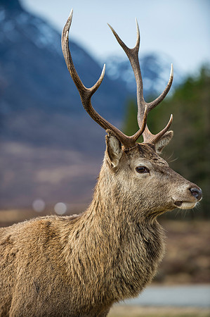 Red Deer Stag - Rannoch Moor