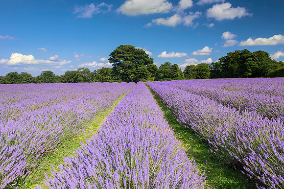 Lavender Field 2
