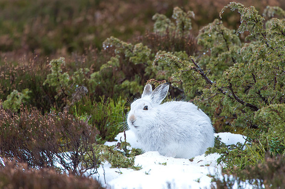 Mountain Hare Cairngorm