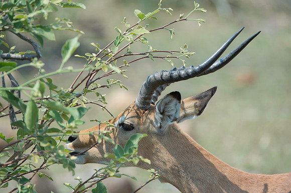 Impala