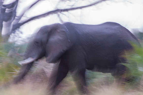 Elephant_DSC2079