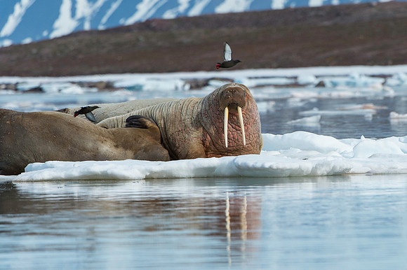 Walrus - Svalbard_DSC4754