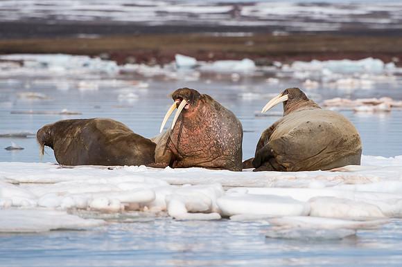 Walrus - Svalbard_DSC4737