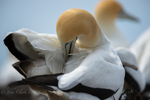 -D4A3193 - Gannet