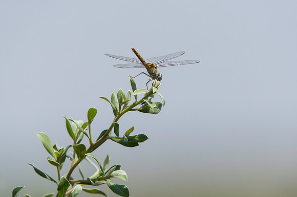 Dragonfly_DSC3828