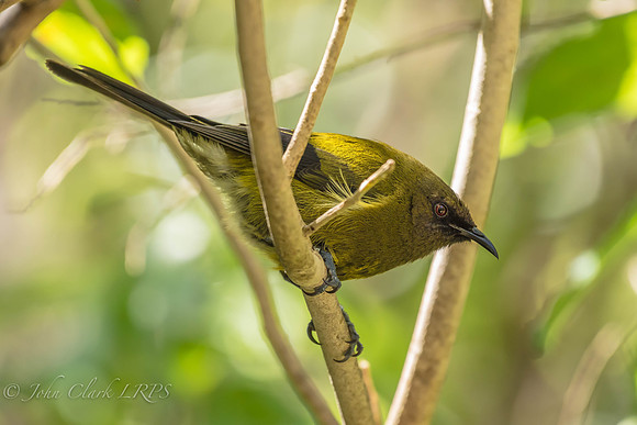 _D8A6054 - Bellbird