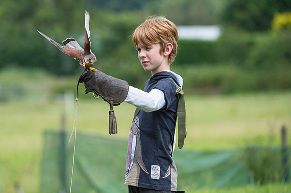 The young Falconer - George _DSC1264