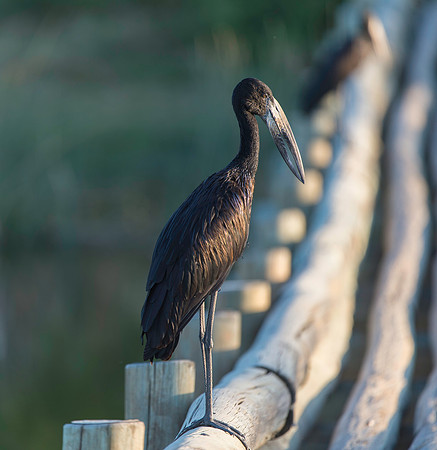 African Openbill