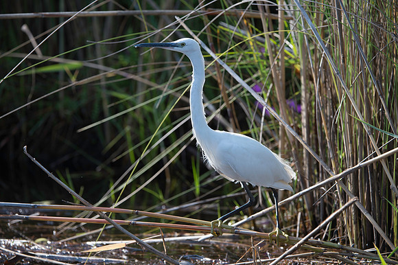 Little Egret