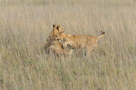 Lion cubs play fight_DSC2208
