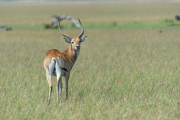 Red Lechwe