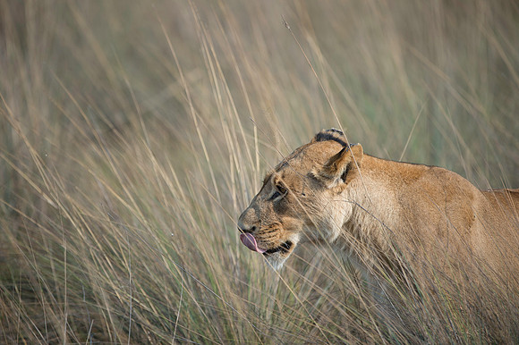 Lioness in grass No.2