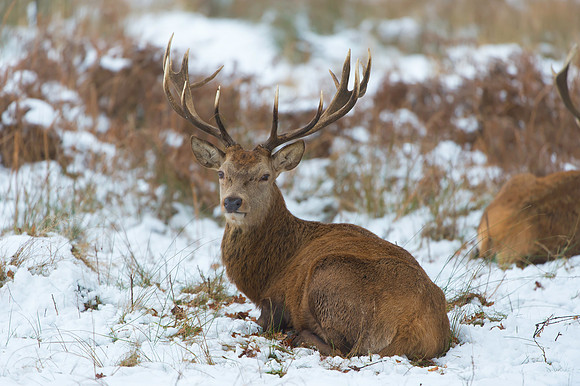 Red Deer - Richmond Park