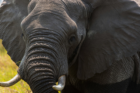Bull Elephant_DSC2424