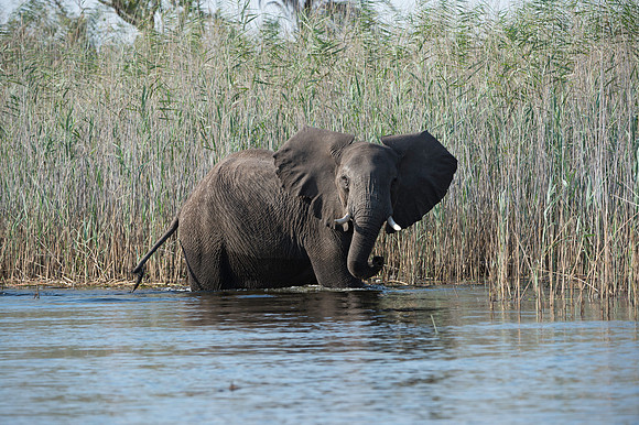 Elephant 2