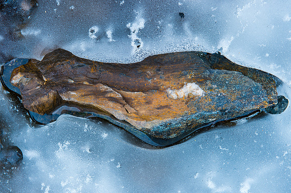 Rock-fish in Ice - Svalbard