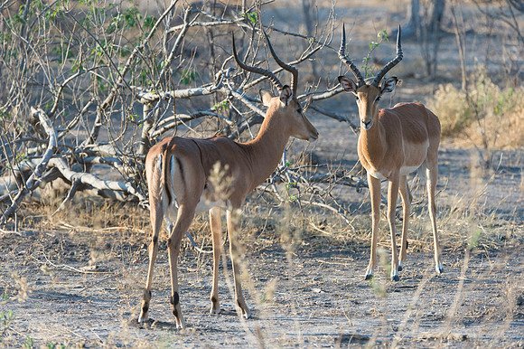 Impala