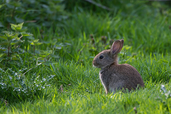 Rabbit
