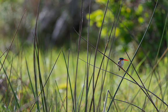malachite Kingfisher
