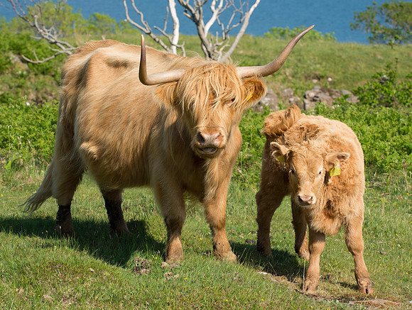 Highland Cow and calf - Mull