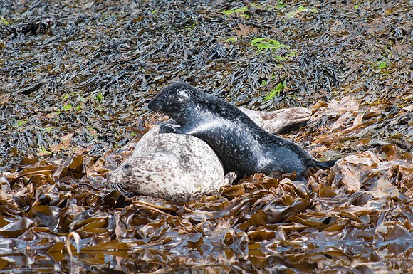 Seal with pup - Skye