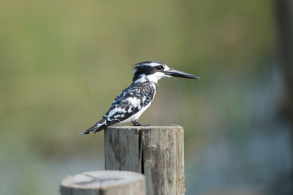 Pied Kingfisher_DSC5523