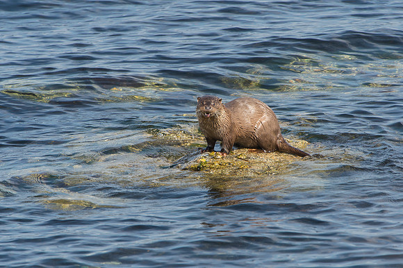 Shetland Otter 2