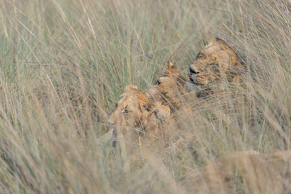 Lioness with cubs