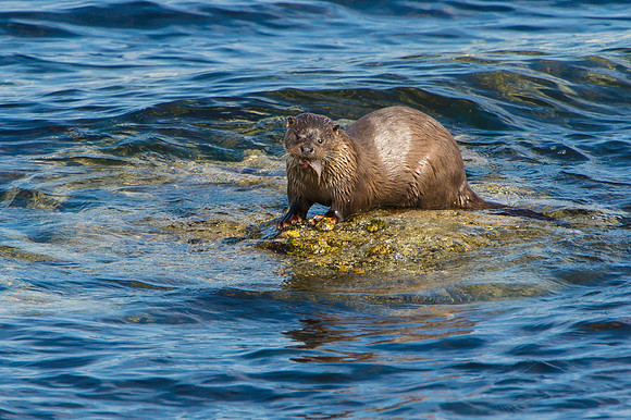 Shetland Otter 1