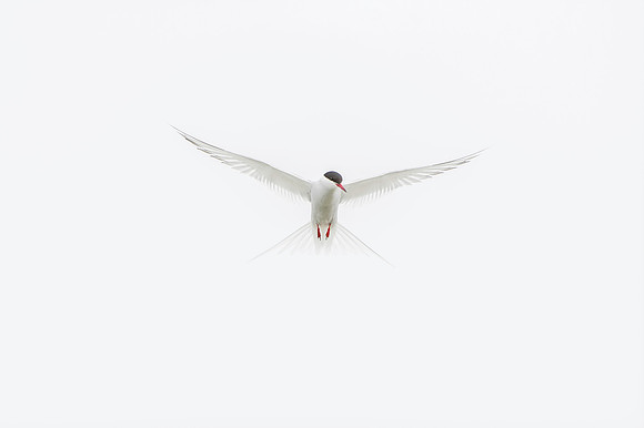 Angel Arctic Tern